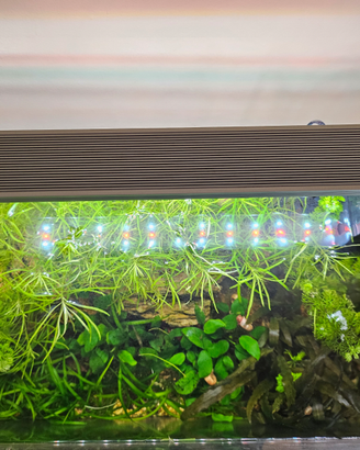 Acquario completo 42l