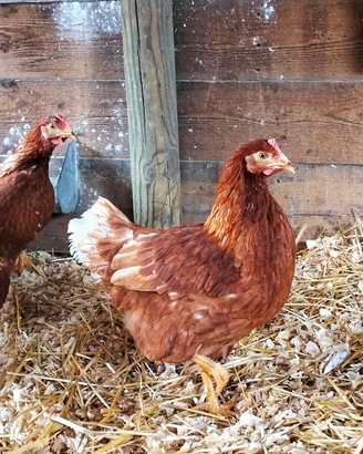 Galline ovaiole