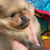 Cuccioli di Pomerania con pedigree Enci