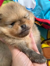 Cuccioli di Pomerania con pedigree Enci