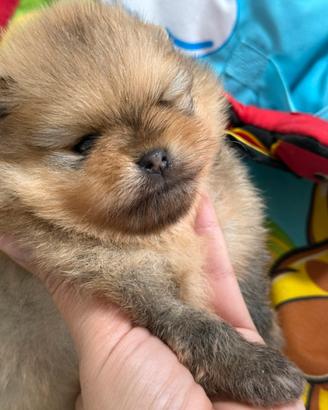 Cuccioli di Pomerania con pedigree Enci