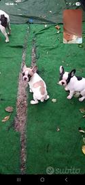 Bulldog francesi