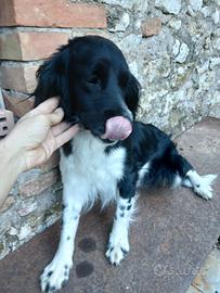 Cani taglia piccola