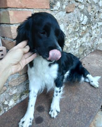Cani taglia piccola
