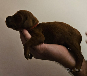 Cuccioli di Setter irlandese