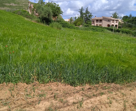 Terreno agricolo