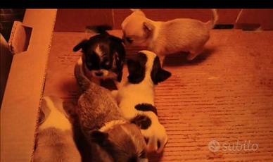 Cuccioli chihuahua