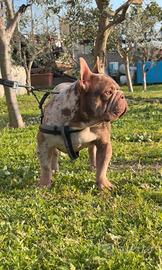 Bull Dog