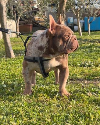 Bull Dog