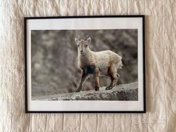 quadro fotografico con piccolo di stambecco