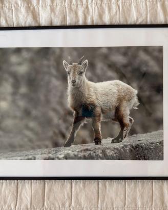 quadro fotografico con piccolo di stambecco