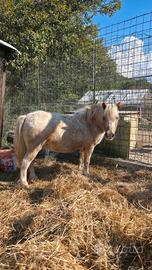 Pony e caprette