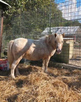 Pony e caprette