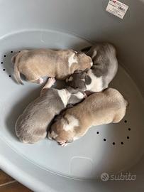 Amstaff