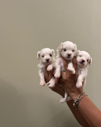 Maltese