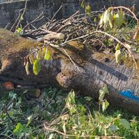 Tronco di ciliegio 3m x 50cm diam.