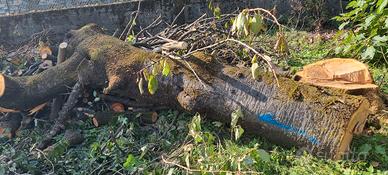 Tronco di ciliegio 3m x 50cm diam.