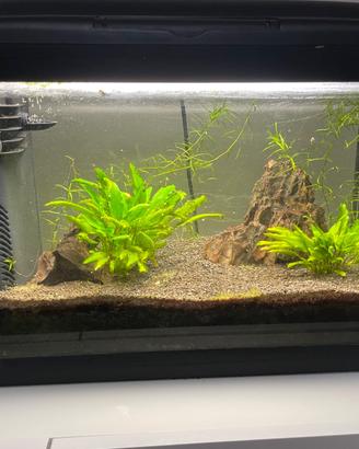 Acquario 40 litri