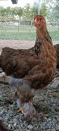 Coppia Gallo e Gallina Brahma 