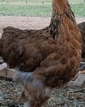 Coppia Gallo e Gallina Brahma 