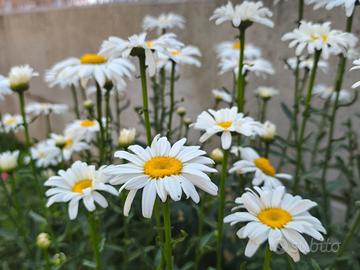 Piante Marghetita Dea nella neve