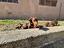 Immagine 4