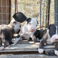 Amstaff cuccioli