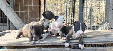 Amstaff cuccioli