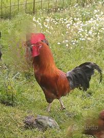 Gallo
