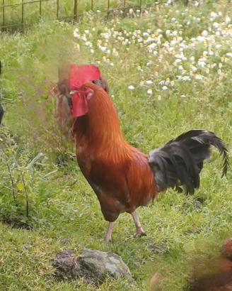 Gallo