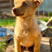 Cucciolo fulvo taglia media piccola