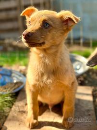 Cucciolo fulvo taglia media piccola