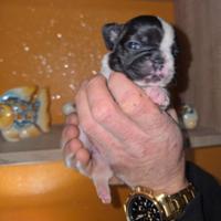 Bulldog Francesi Cuccioli