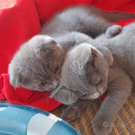 Scottish fold e Scottish straight 