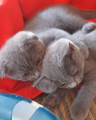 Scottish fold e Scottish straight 