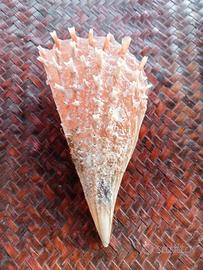 conchiglia bivalva mediterraneo collezione 