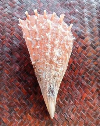 conchiglia bivalva mediterraneo collezione 
