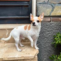 Chihuahua disponibile per monta
