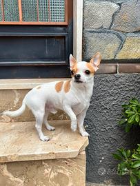 Chihuahua disponibile per monta