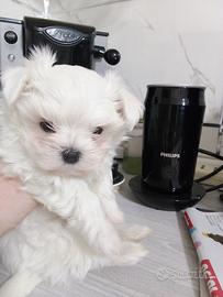 Cuccioli maltese mini Toy