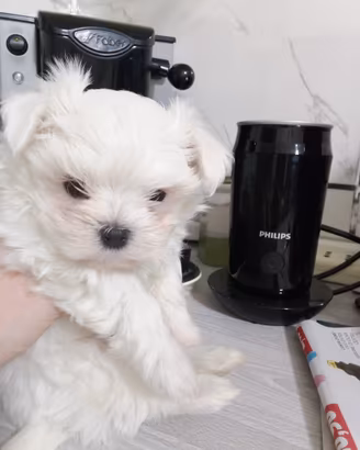 Cuccioli maltese mini Toy