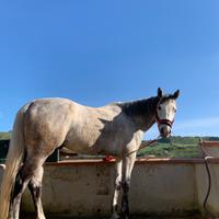 Cavallo anglo arabo per salto ostacoli