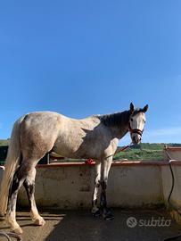 Cavallo anglo arabo per salto ostacoli