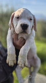 Dogo argentino