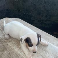 Jack Russell