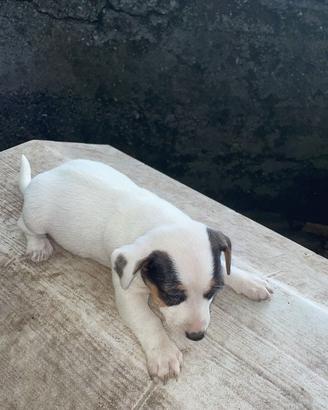 Jack Russell