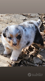Australian shepherd cucciole