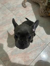 Bull dog francese