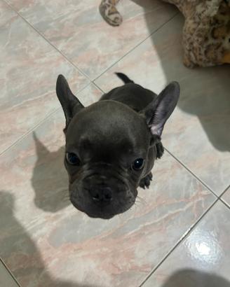 Bull dog francese