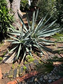 Giardino Agave americana